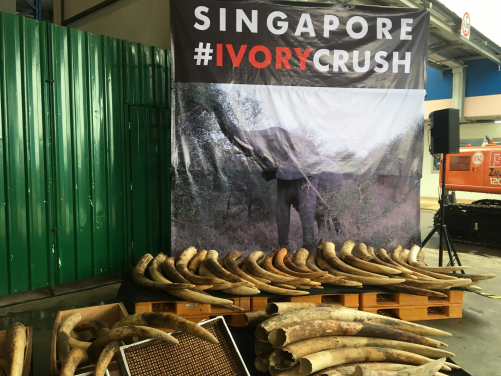 Elephant tusks seized by the National Parks Board of Singapore, Singapore Customs, and the Immigration & Checkpoints Authority of Singapore. (Photo Credit: Marcus CHUA)